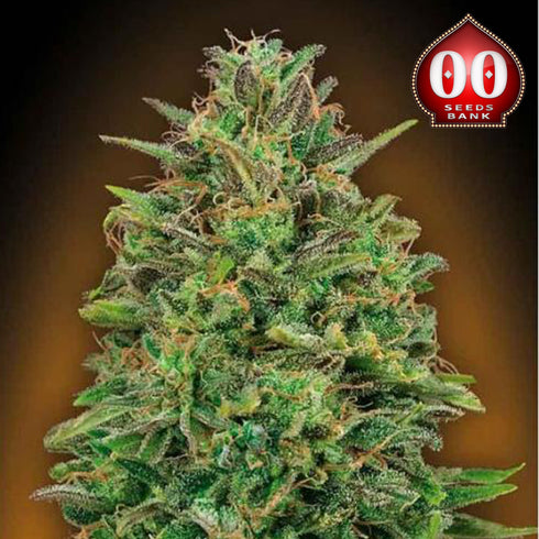 00 Seeds - 00 Skunk