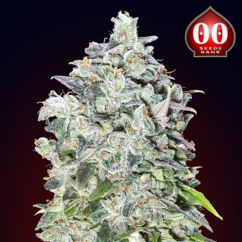 00 Seeds - Auto 00 Kush