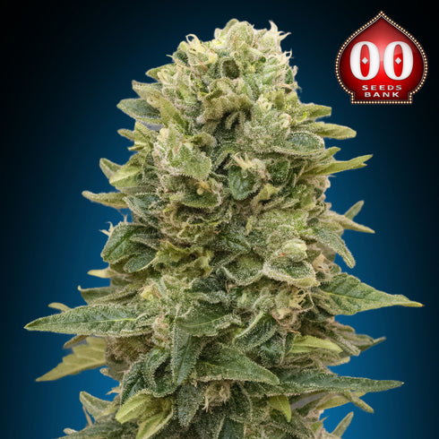 00 Seeds - Auto Afghan Mass