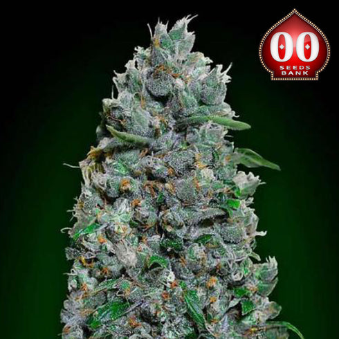 00 Seeds - Auto Afghan Mass XXL