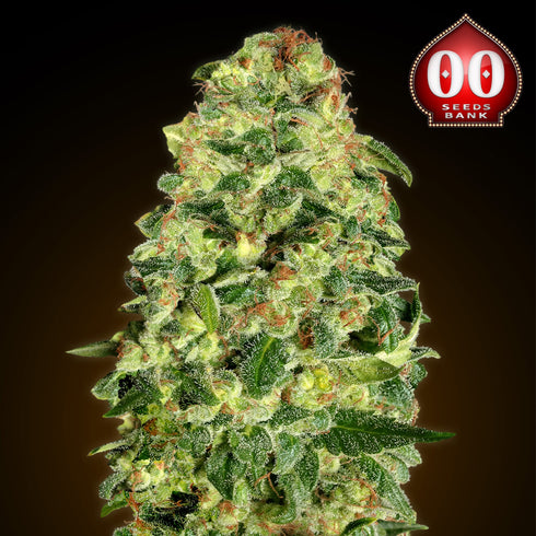00 Seeds - Auto California Kush