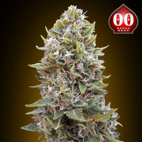 00 Seeds - Auto Cheese Berry