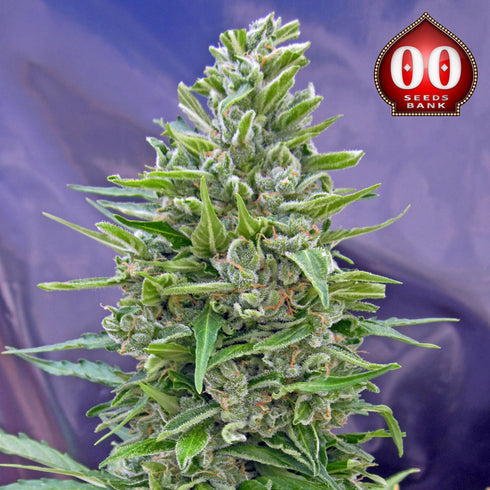 00 Seeds - Automatic Mix