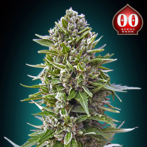 00 Seeds - Auto Northern Lights