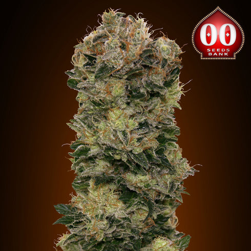 00 Seeds - Sweet Soma Auto