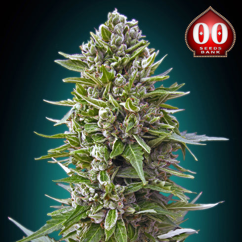 00 Seeds - Automatic Collection #2