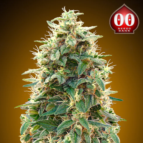 00 Seeds - Automatic Collection #3