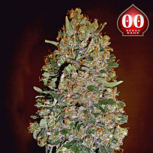 00 Seeds - Automatic Collection #1