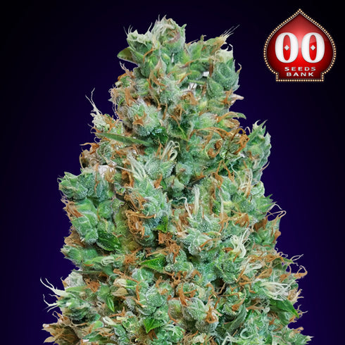 00 Seeds - Automatic Collection #4