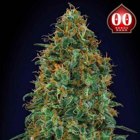 00 Seeds - Blueberry