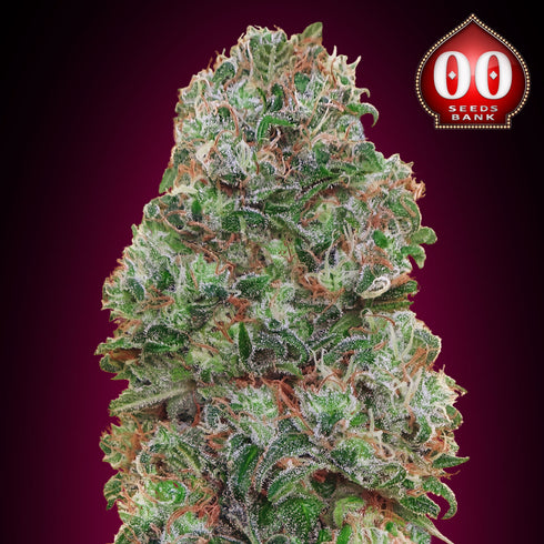 00 Seeds - Bubble Gum