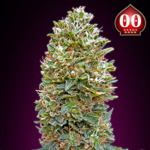 00 Seeds - Auto Bubble Gum