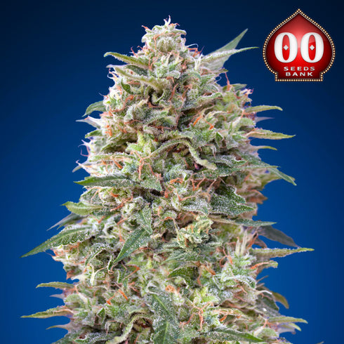 00 Seeds - California Kush