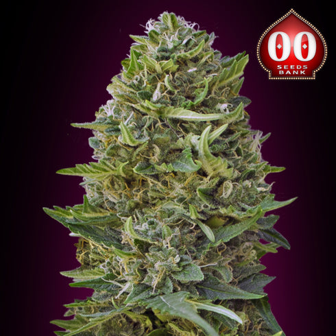 00 Seeds - Caramel Kush