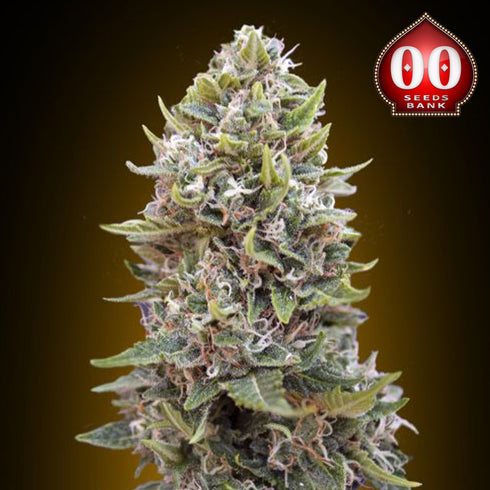 00 Seeds - Cheese Berry