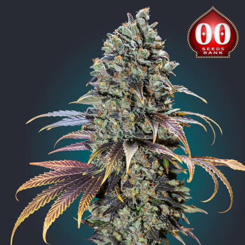 00 Seeds - Chocolate Cream