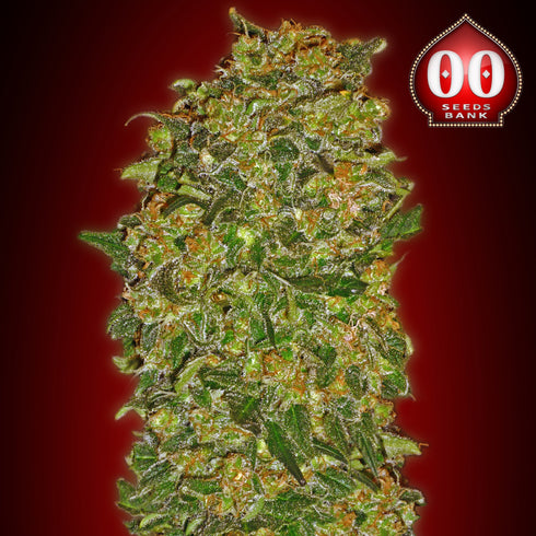 00 Seeds - Chocolate Kush