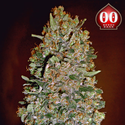 00 Seeds - Auto Chocolate Skunk