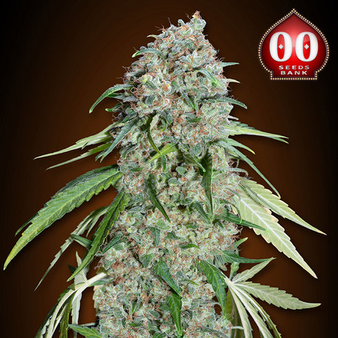 00 Seeds - Chocolate Skunk CBD