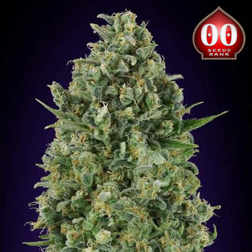 00 Seeds - Critical Poison