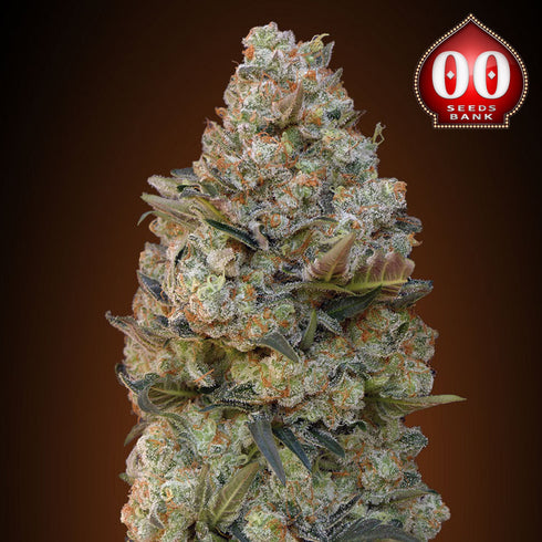 00 Seeds - Female Collection #1