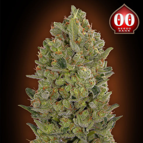 00 Seeds - Female Collection #3