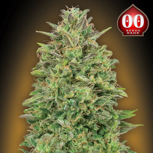 00 Seeds - Female Collection #4