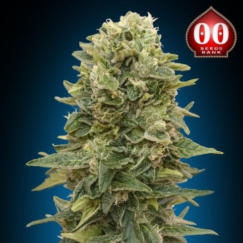 00 Seeds - Female Mix