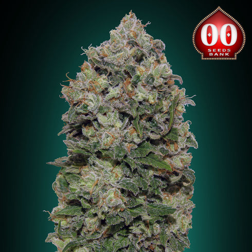 00 Seeds - Northern Lights