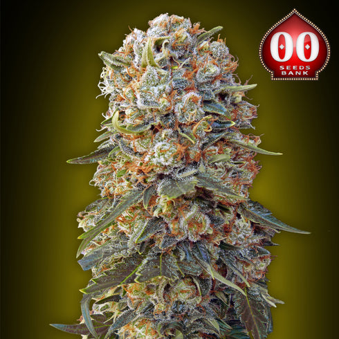 00 Seeds - Sweet Critical
