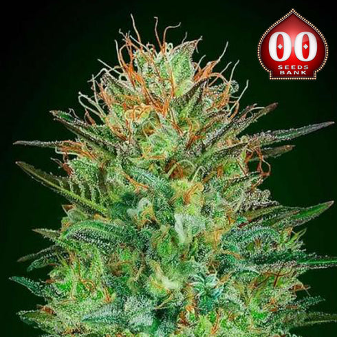 00 Seeds - Auto Sweet Critical