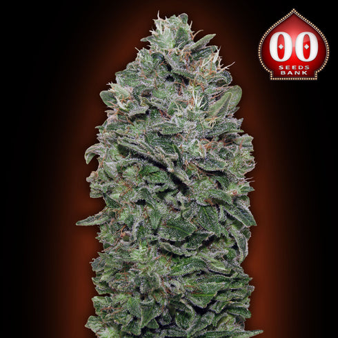 00 Seeds - Sweet Soma