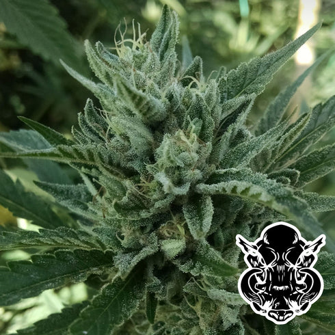 TerpHogz GeneticZ - Black Hog