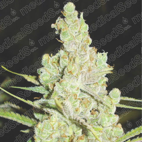 Medical Seeds - 1024