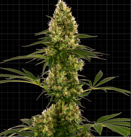 Sensi Seeds Research - Sensi #119 Auto (Blueberry x Skunk #1 Auto)