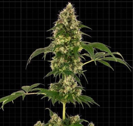 Sensi Seeds Research - Sensi #11  (Blueberry x Afghani x Silver Haze)