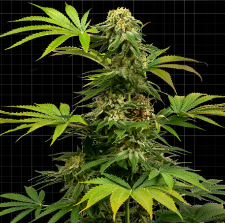 Sensi Seeds Research - Sensi #1318 CBD (Harlequin x Black Domina)