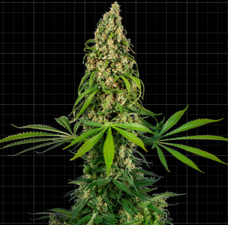 Sensi Seeds Research - Sensi #140 (Chocolope x Hindu Kush)