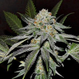 Elev8 Seeds - 2 Scoops