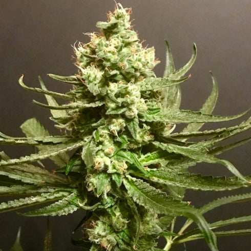 Pot Valley Seeds - Grand Exodus