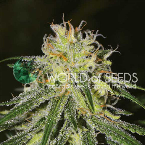 World of Seeds - Amnesia