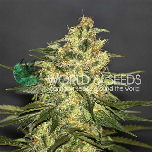 World of Seeds - Ketama