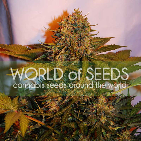 World of Seeds - Northern Lights x Big Bud Ryder Auto