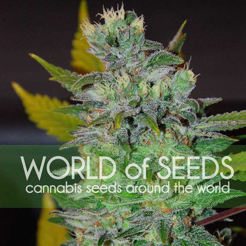 World of Seeds - Space