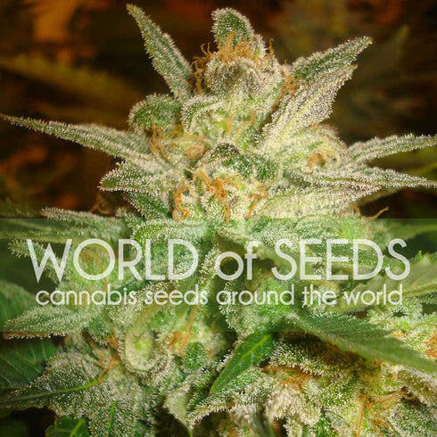 World of Seeds - Star 47