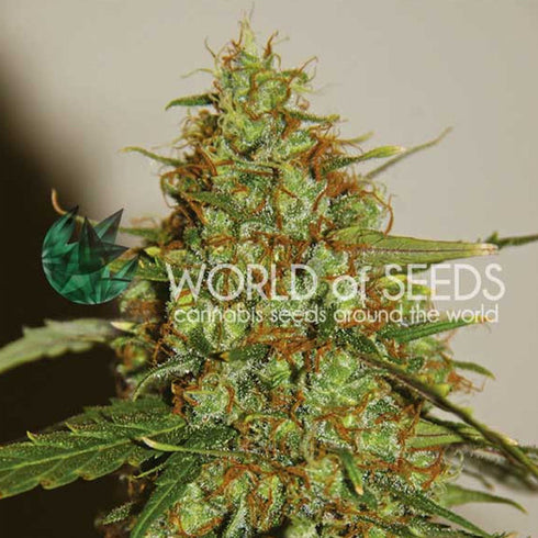 World of Seeds - Wild Thailand Ryder Auto