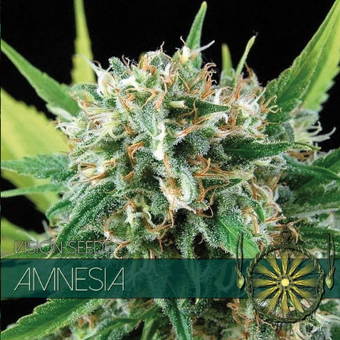 Vision Seeds - Amnesia
