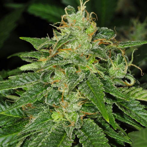 T.H. Seeds - S.A.G.E