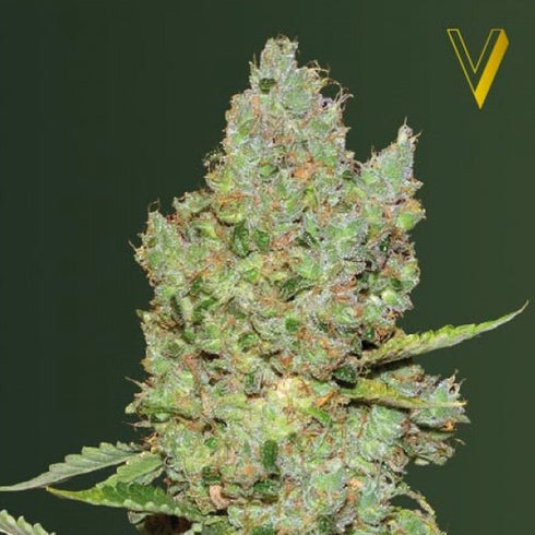 Victory Seeds - Critical Auto