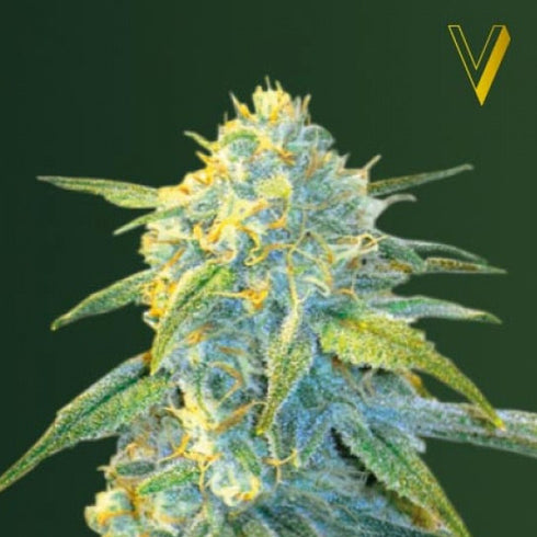Victory Seeds - Northern Light Auto